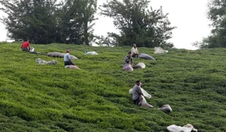 چرا چای ایرانی بهترین انتخاب برای مصرف روزانه است؟